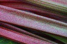 800px-Rheum_rhabarbarum_stalks